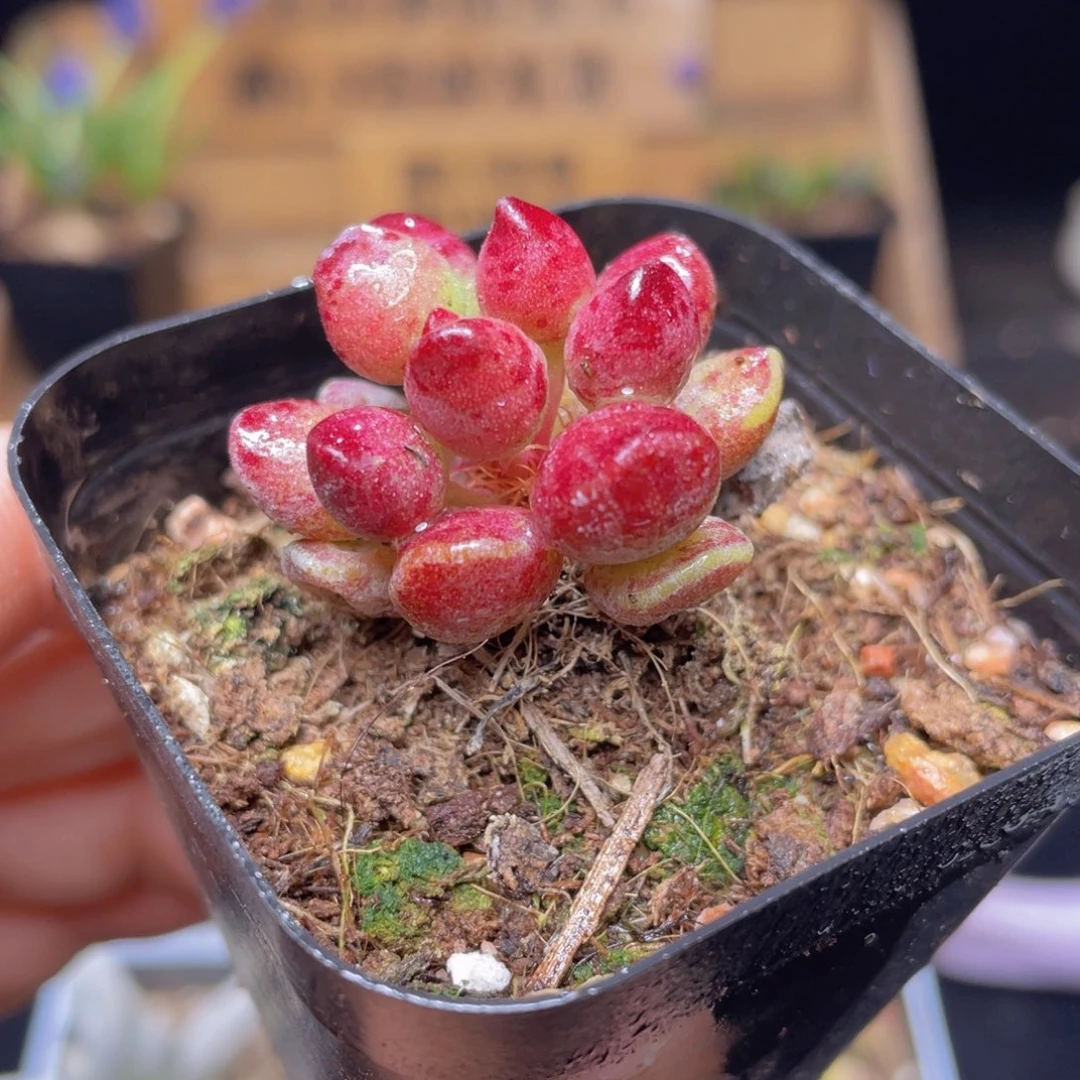 鼓锤水泡多肉9.9包邮发货