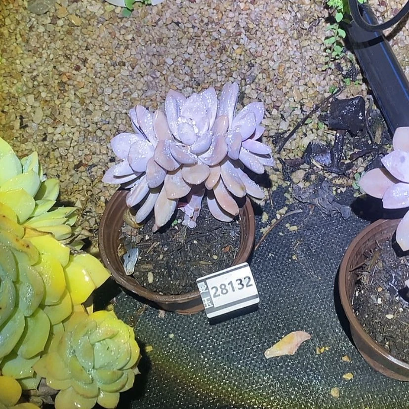 【闪购商品】初*?桃霜28132