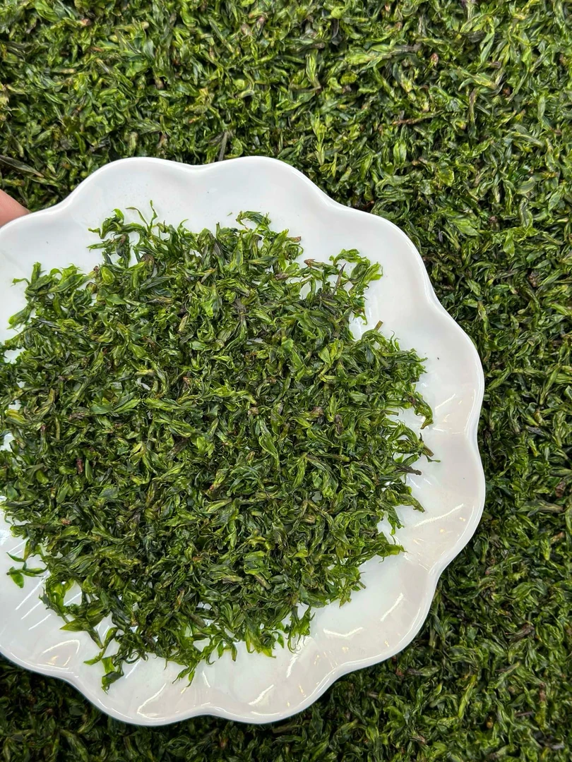 明前都匀小叶苦丁茶