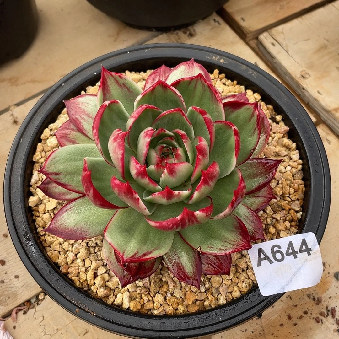 644多肉植物多肉植物