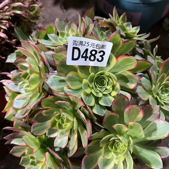 金***庆多肉植物一个