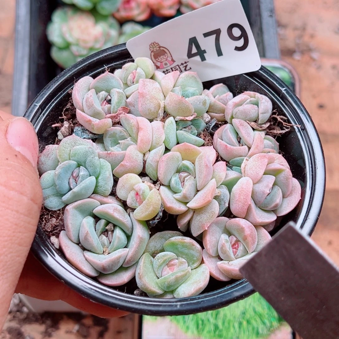 多肉植物多肉植物