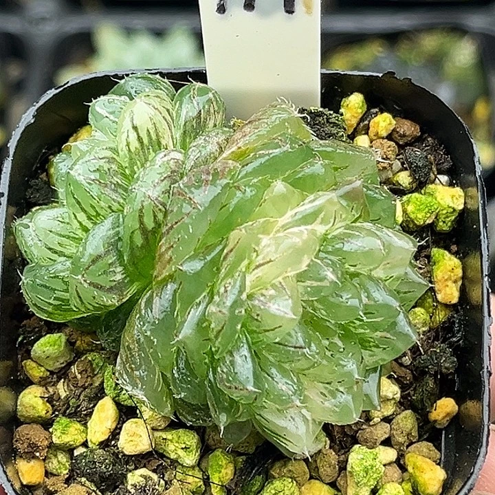 177双头翠云玉露锦