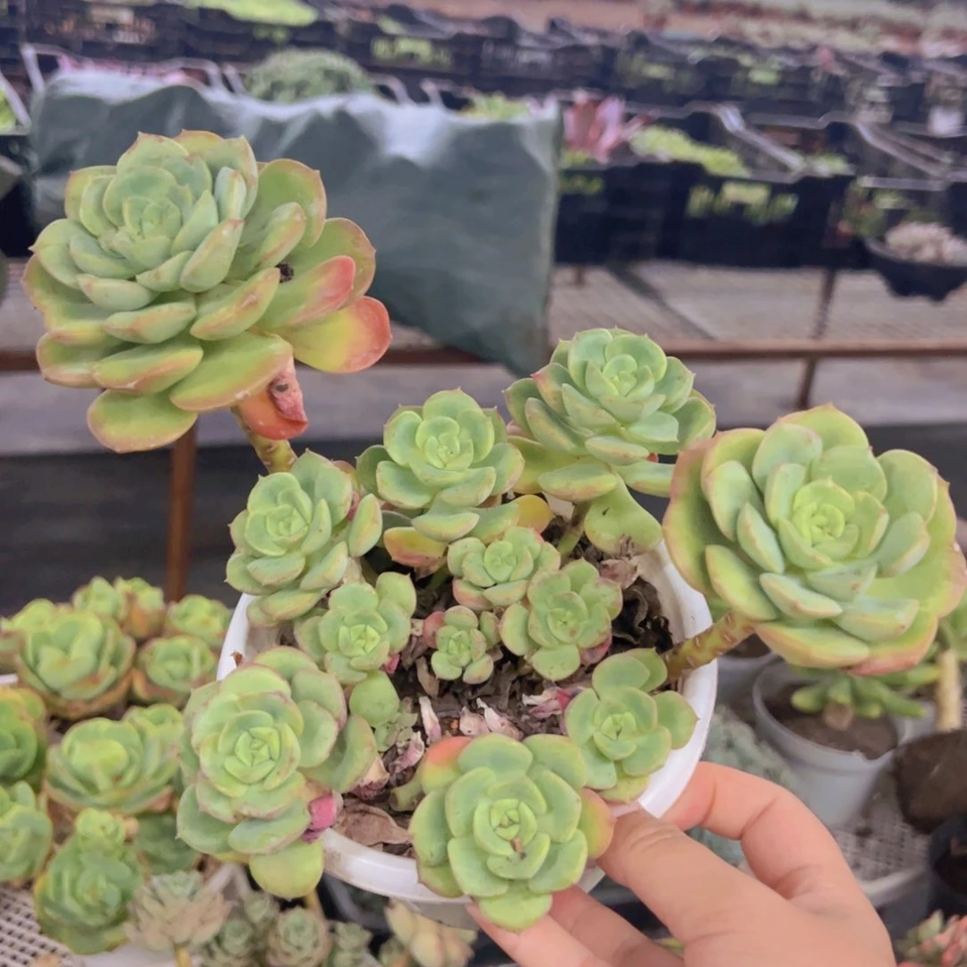 尼可莎娜玫瑰大盆