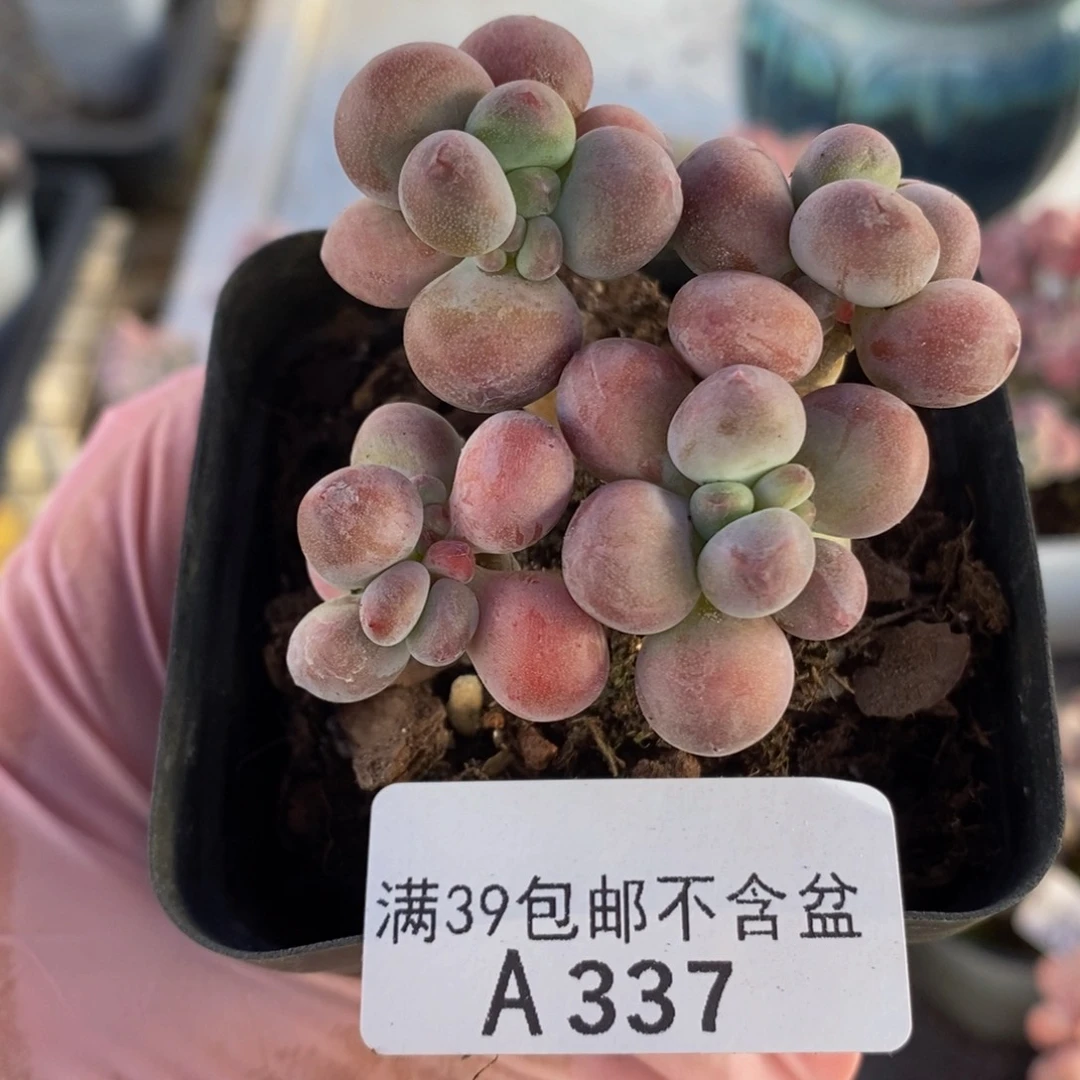 苹果奶5cm337多肉酱