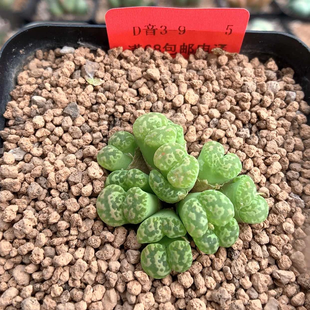 【闪购商品】3-9-5 鸟哈尼一群 35浩