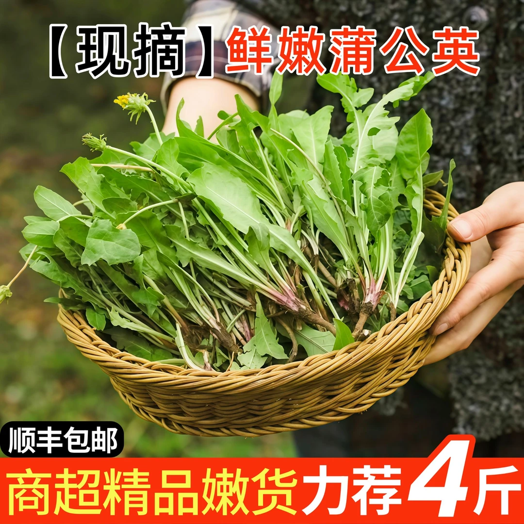 【精品嫩货】新鲜嫩蒲公英野菜现挖嫩婆婆丁蘸酱凉拌加冰袋顺丰包邮