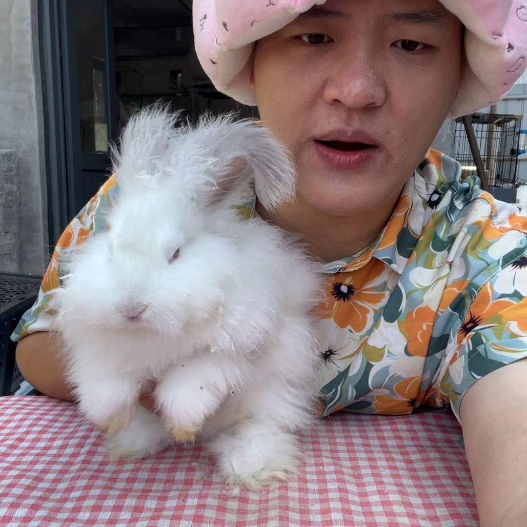 双血统英系安哥拉兔子