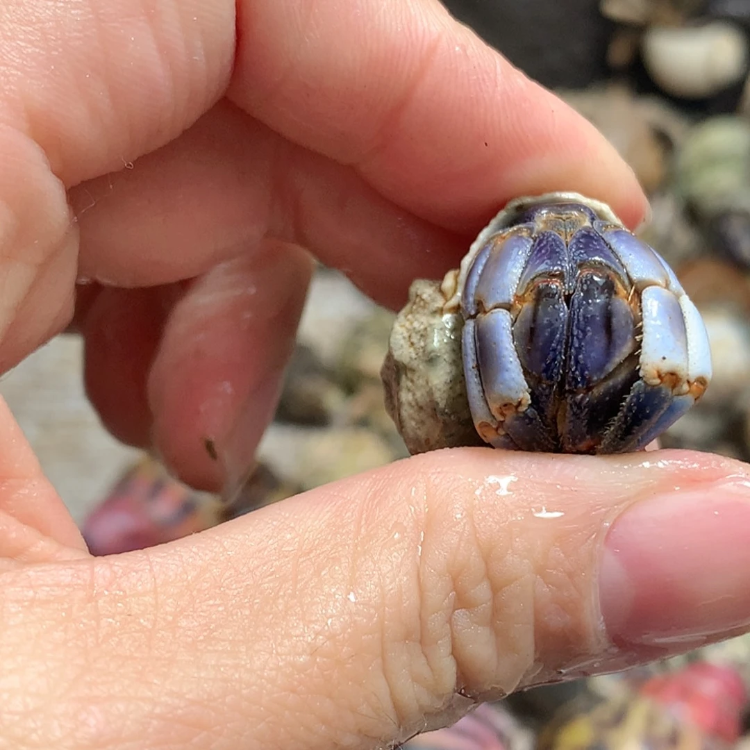 1.7口径奔跑的寄居蟹20号