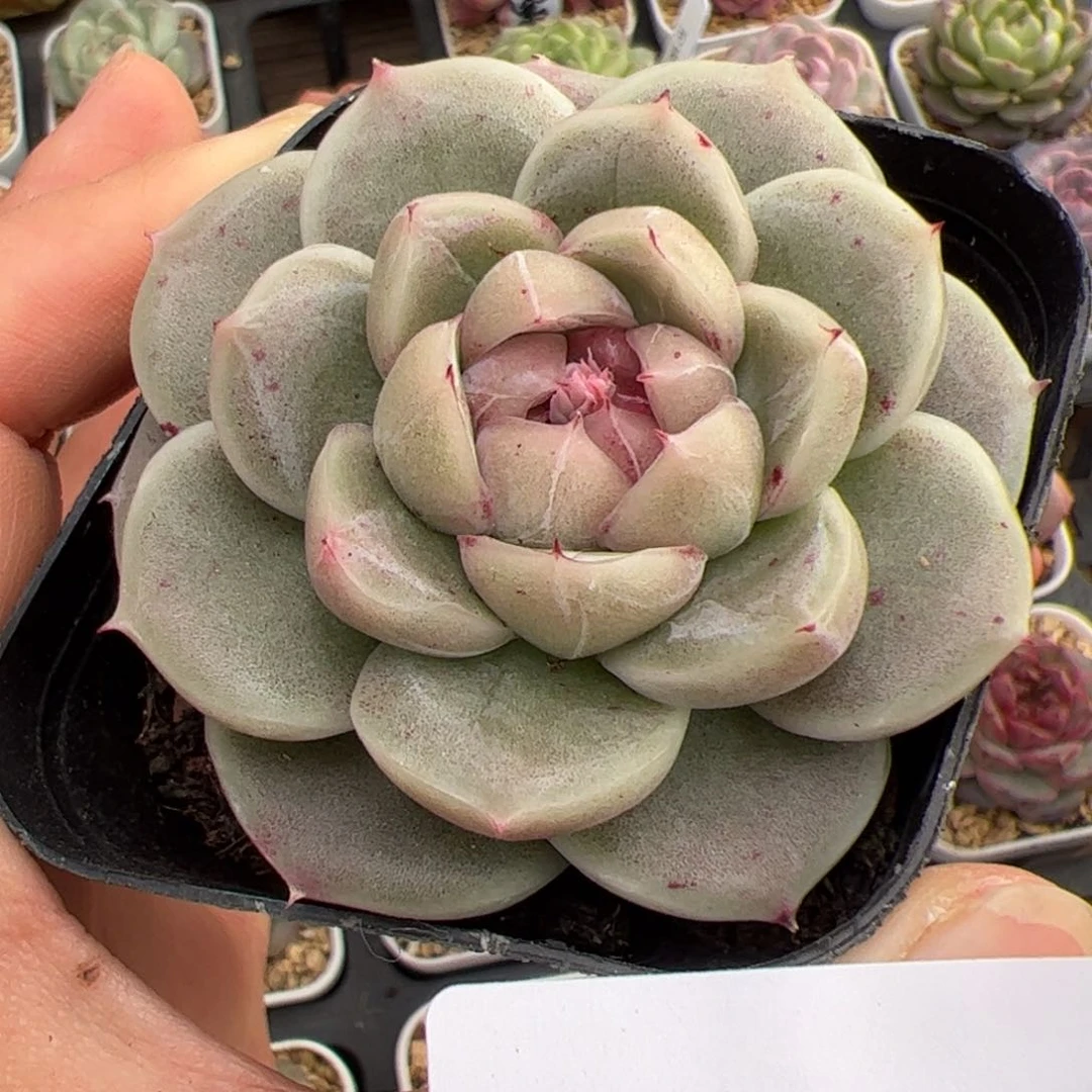 小*嗝587 多肉植物组合