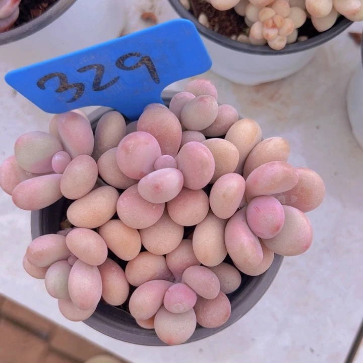 健健康康平平安安