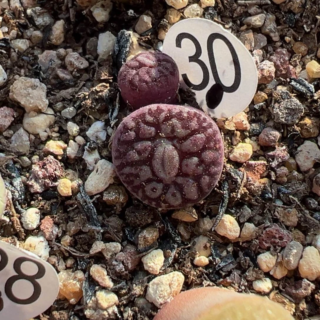 多肉植物1111111111111