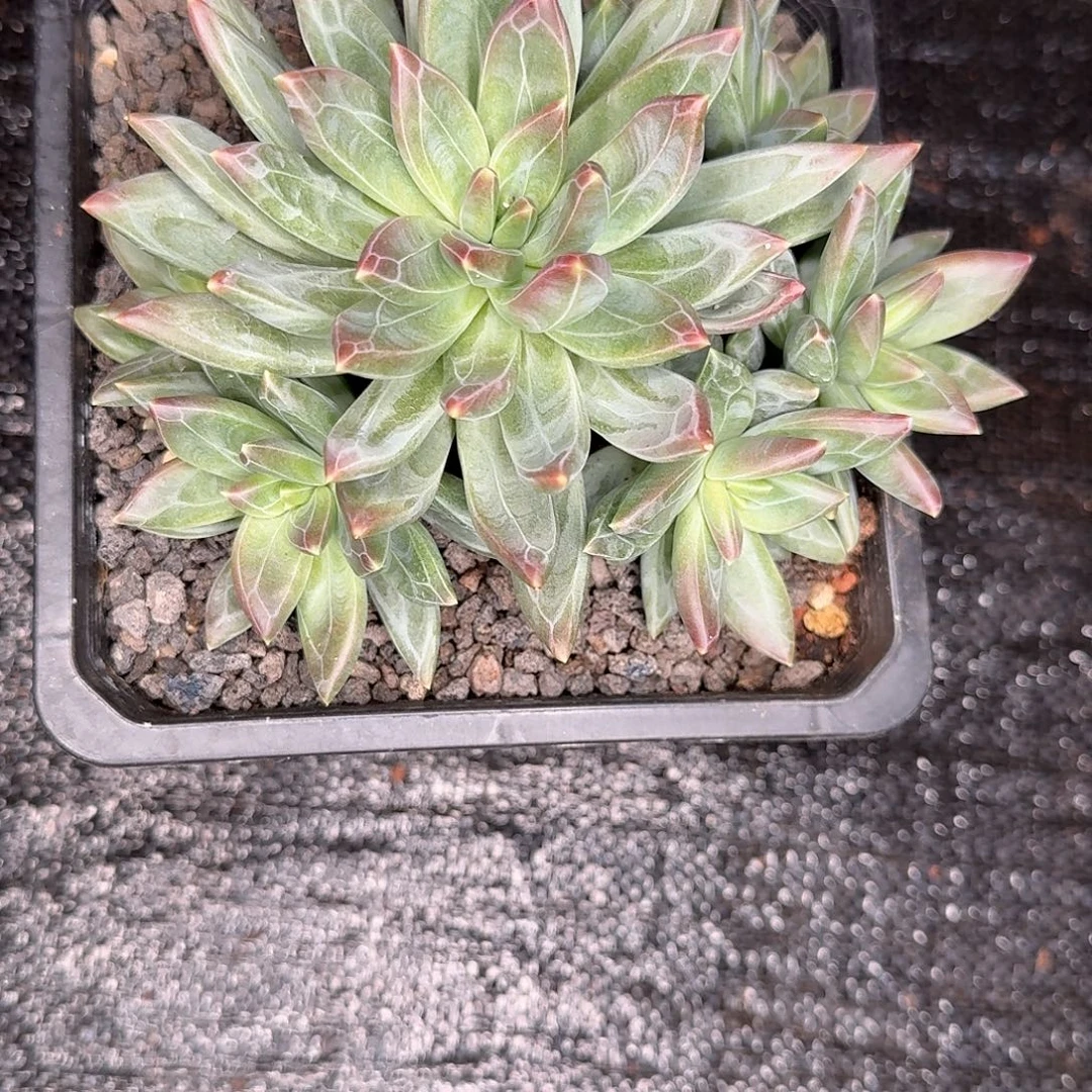 子****美人优选多肉植物寄养