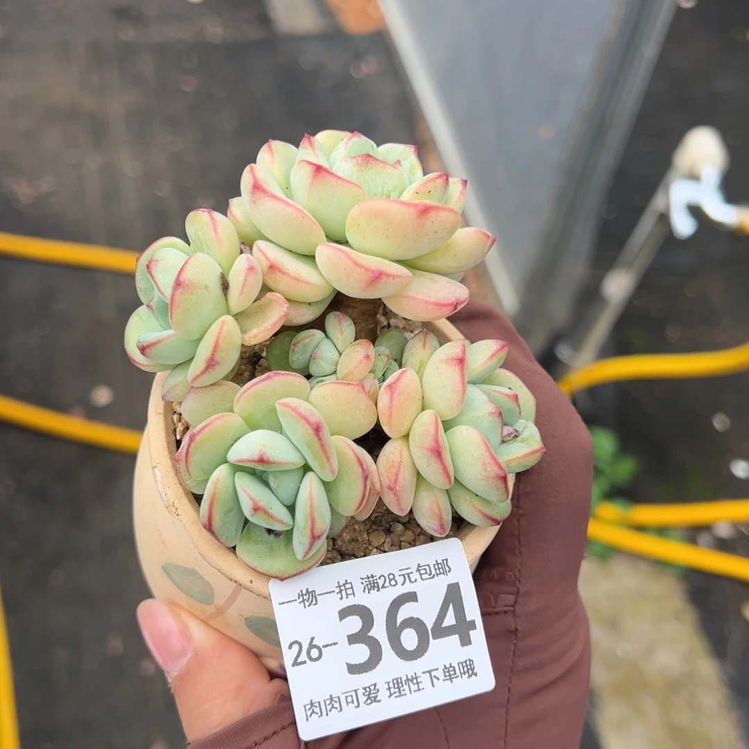 白底香草老桩多肉多肉多肉多肉