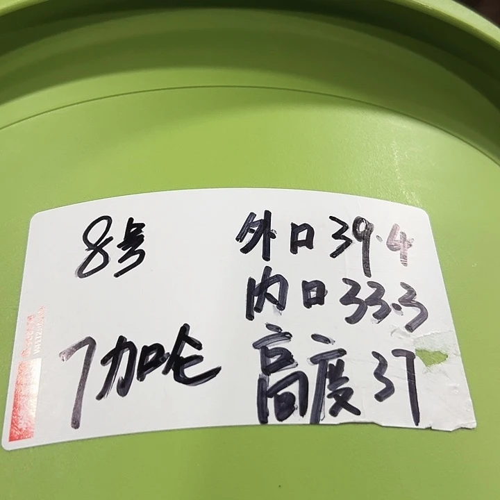 特价8号四季口39.4高37果绿无托3只