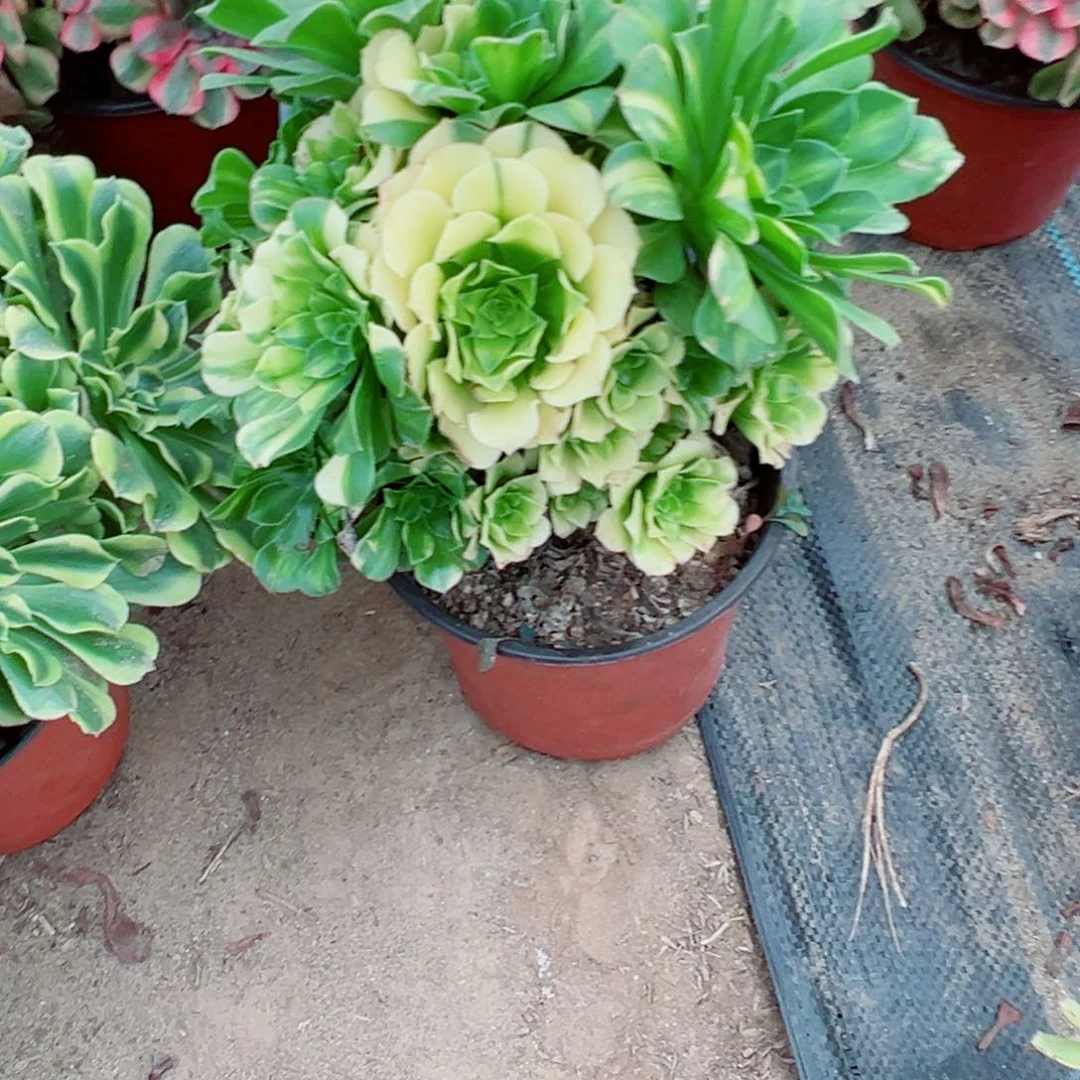 575五彩琉璃多肉植物法师