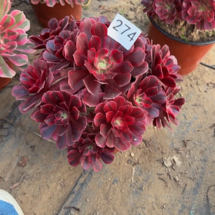 左***左美杜莎锦中锦多肉植物不包损274