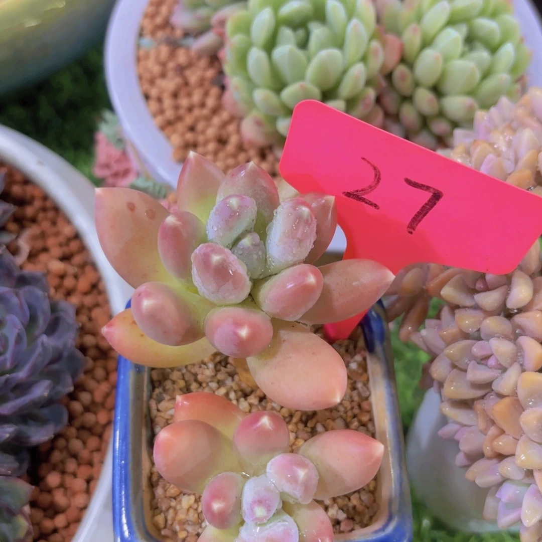 温***园我的小可爱们都好可爱