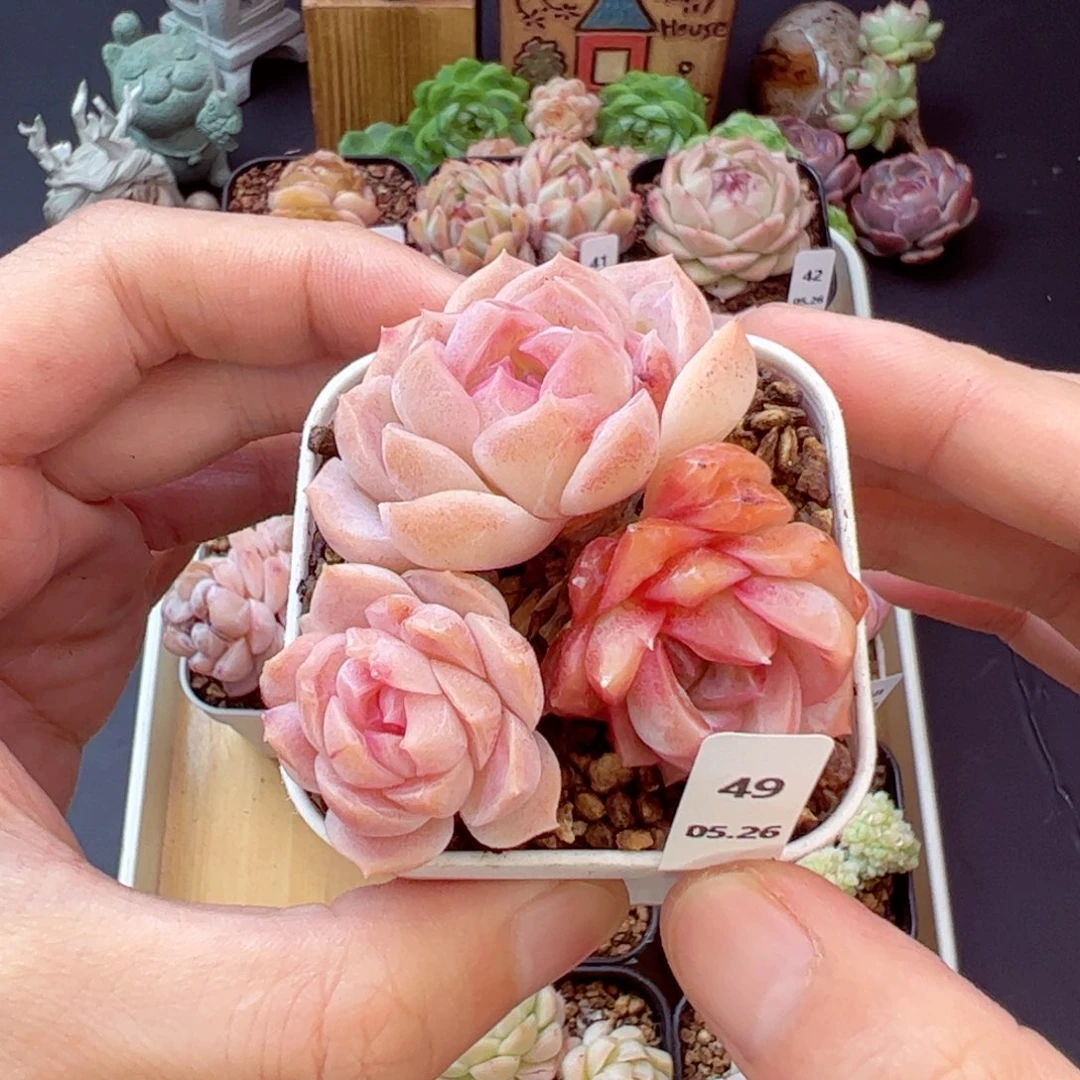 梦幻49、哈哈哈哈