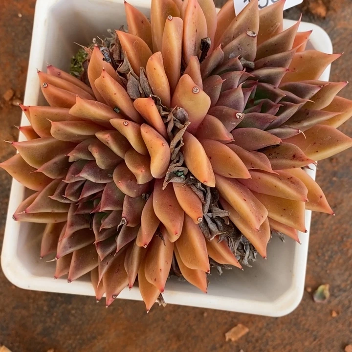 柒***婳1586杂交老桩基地～12厘米