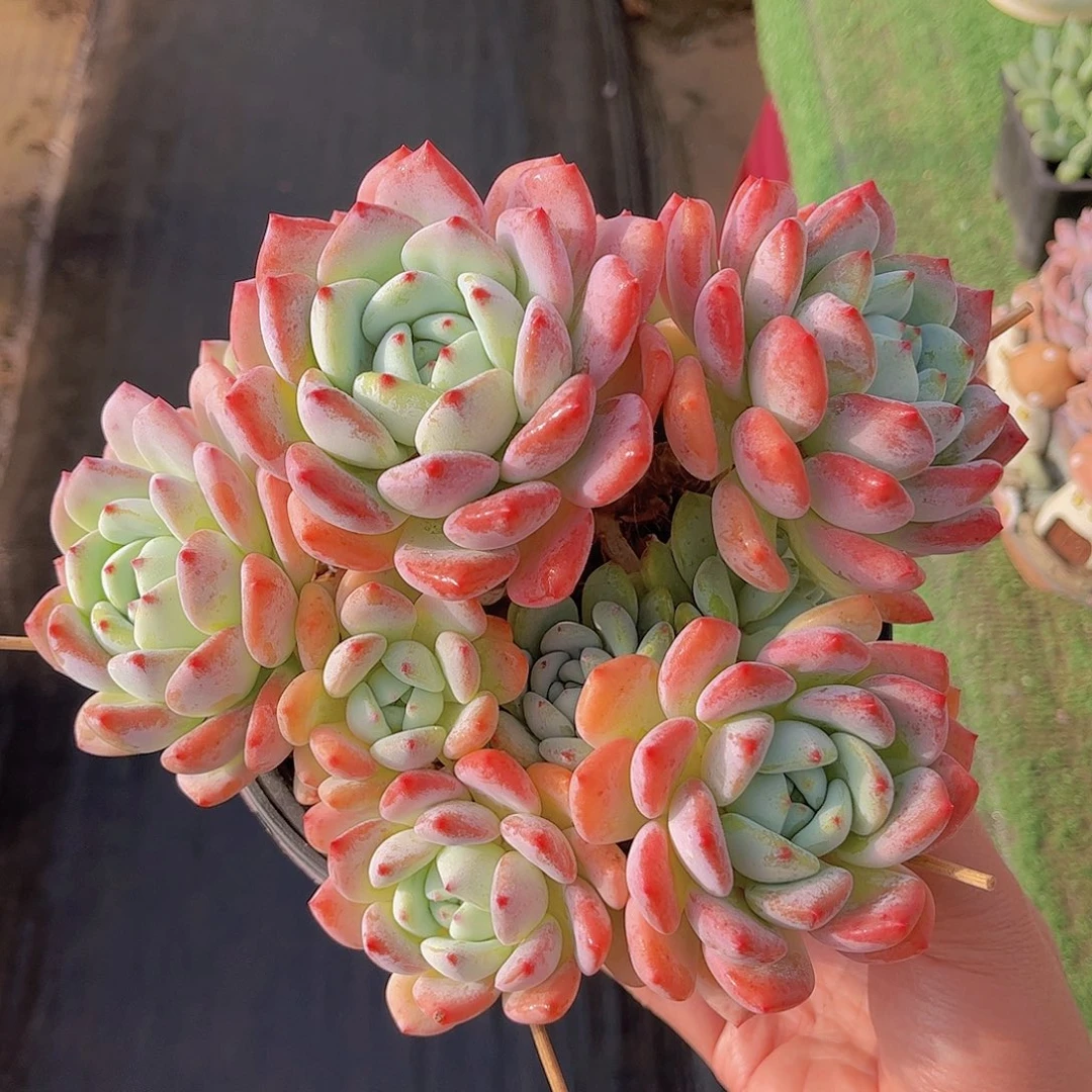 韩版望舒精品多肉