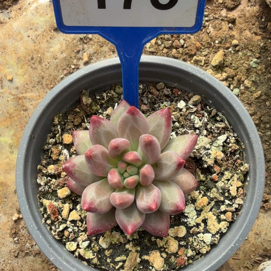车厘子一物一拍175