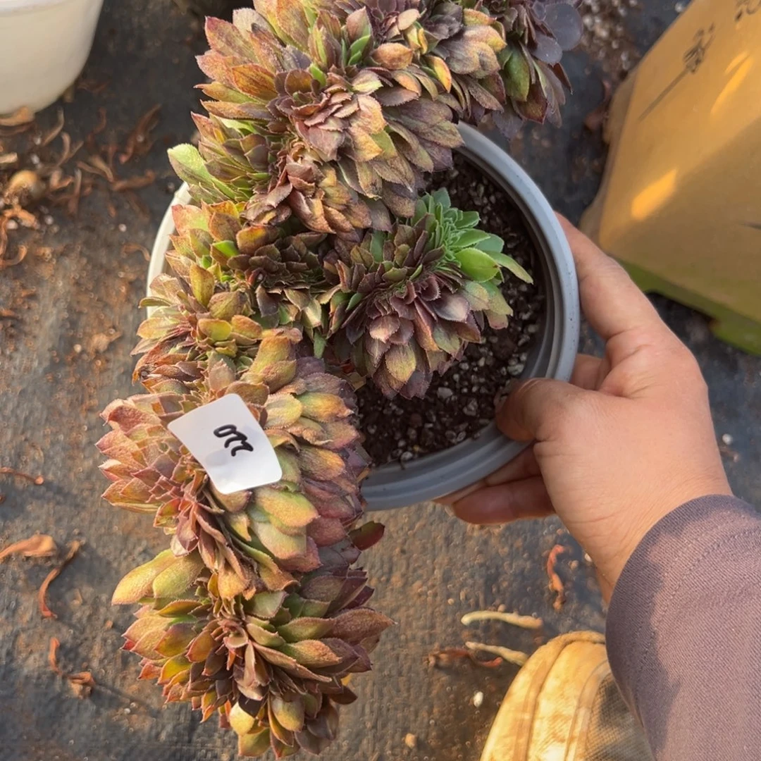 220花月夜追多肉椅子