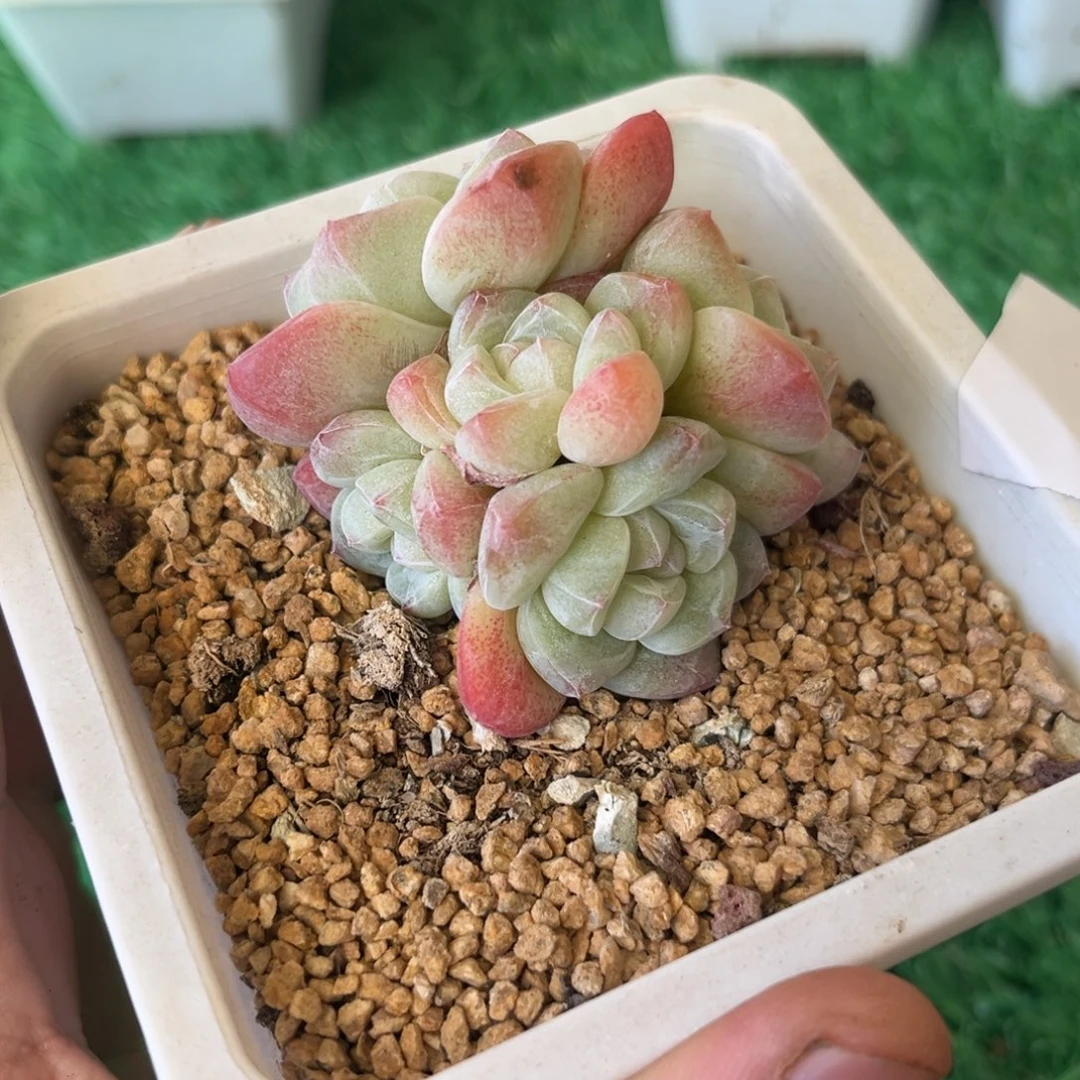 015冰玉群生小老庄6厘米