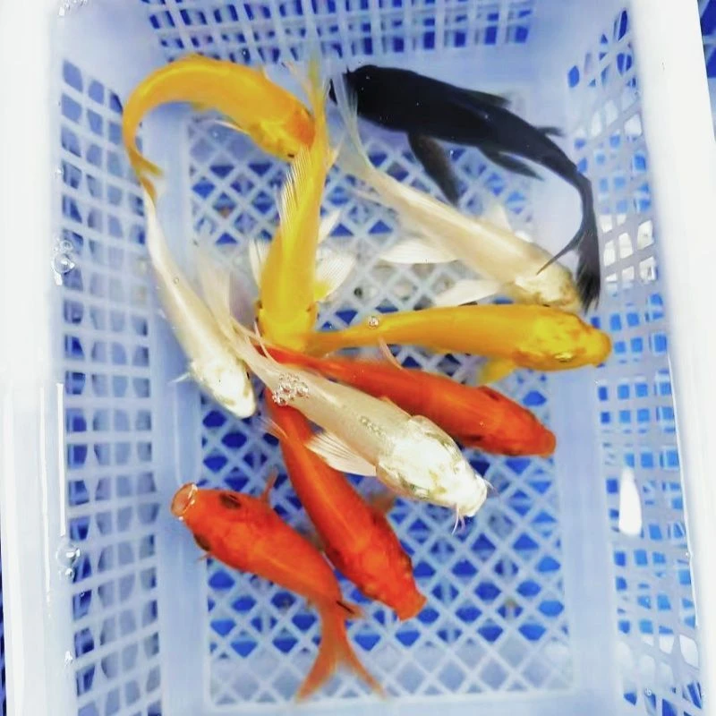 16号 【3红3黄3白1黑】  10-14cm冷水观赏鱼