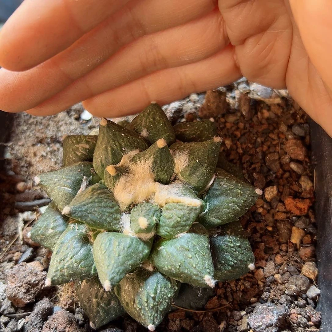 晚7号自根青瓷怒7公分带锦