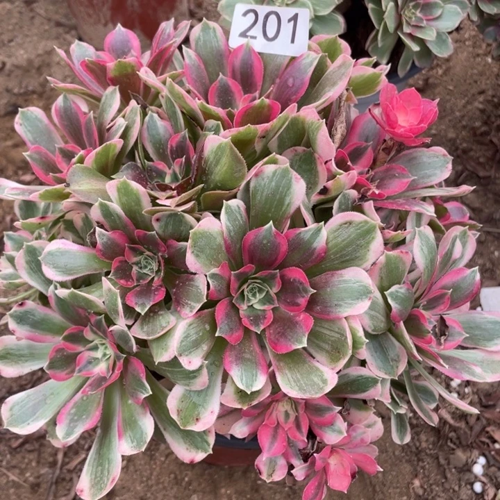 完全开放201多肉植物男神