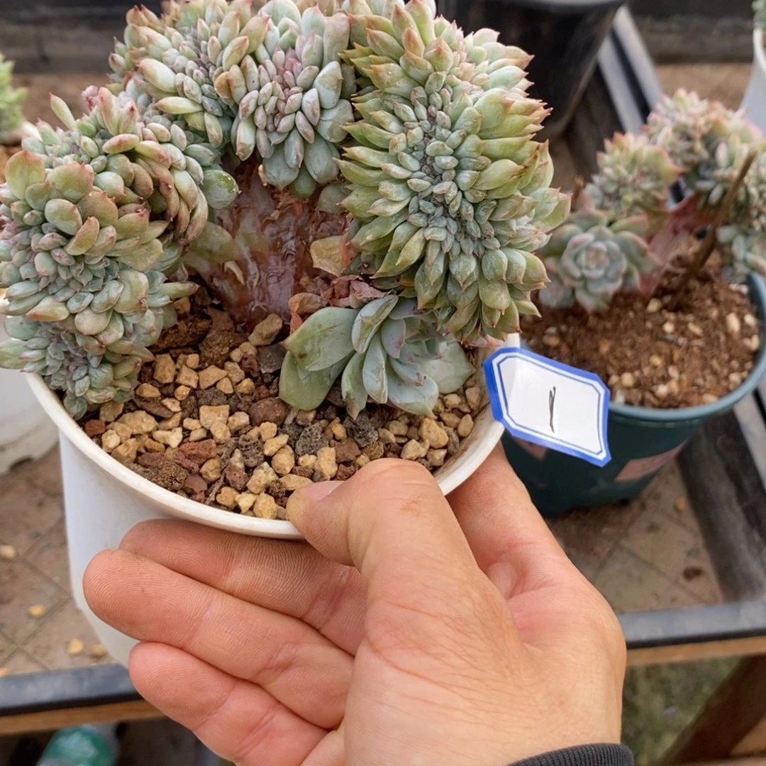 喜***玉冰魄缀化多肉多肉1号