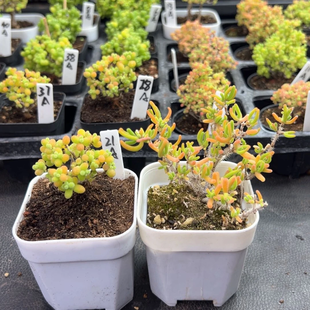 精控金桔糖球，荧光兔21号