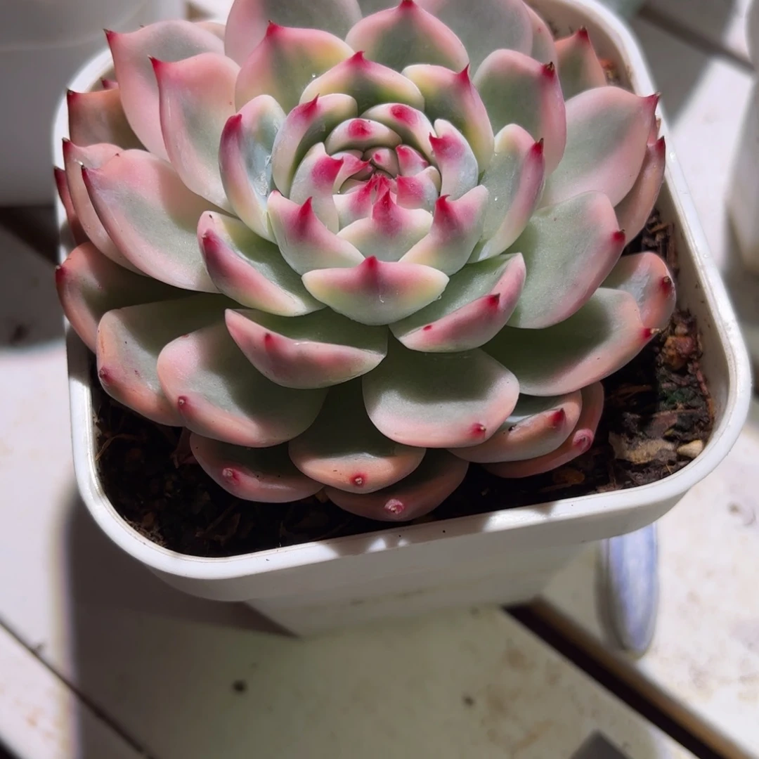 吉娃娃锦多肉植物