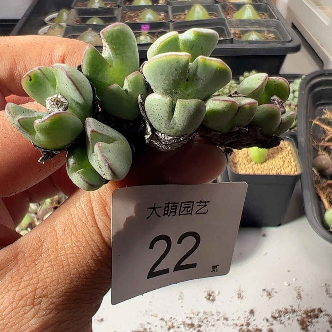 一物一拍。      22