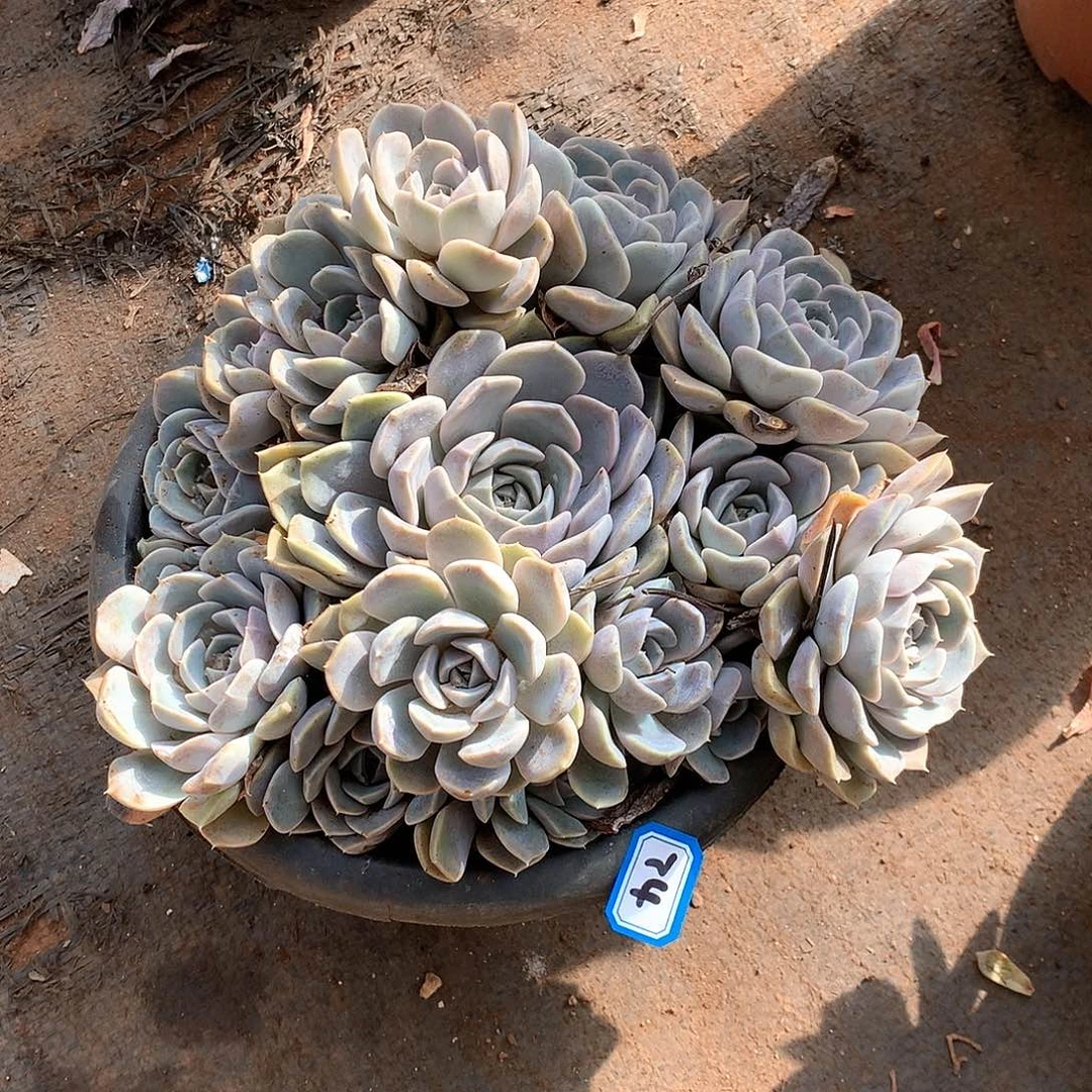 74汉堡 一物一拍多肉