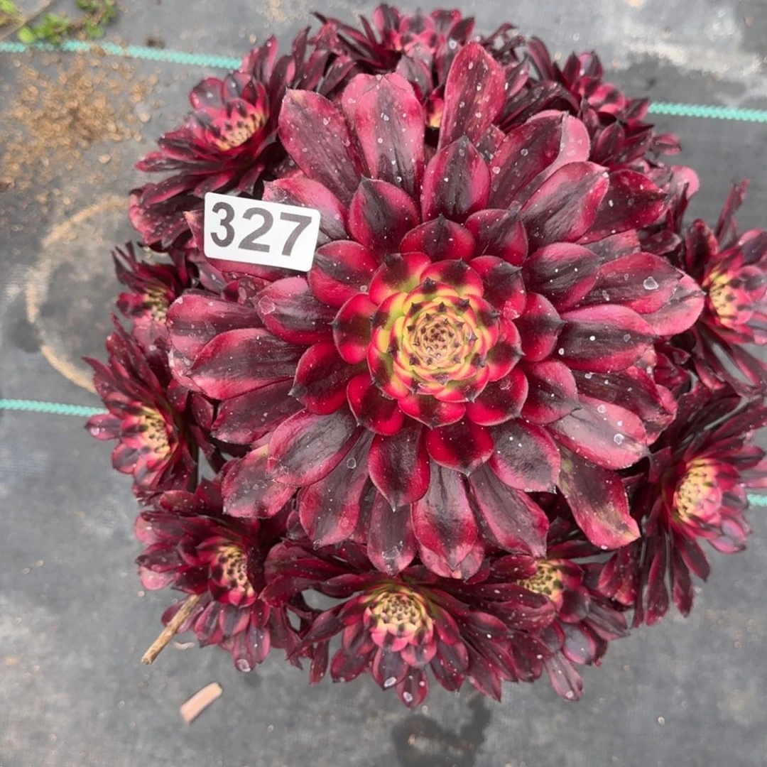 327大美肌多肉植物