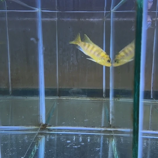 贾***:海水鱼191号1111111