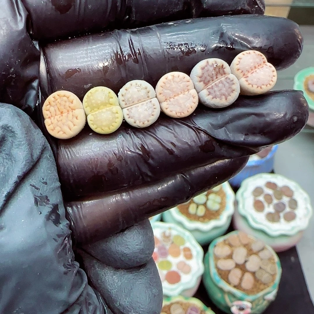 生石花满18包邮1129-190