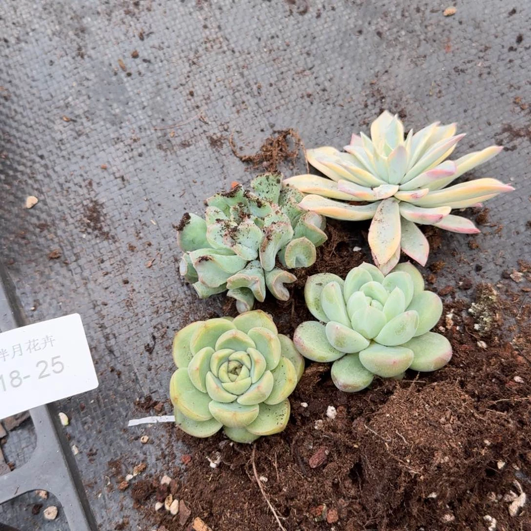 18-25四颗量拍组合