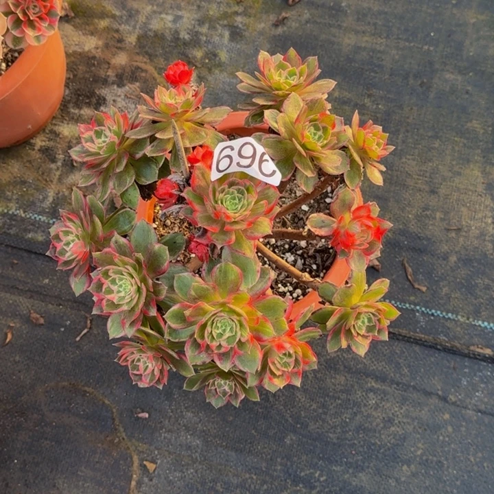 0000000000696万花筒