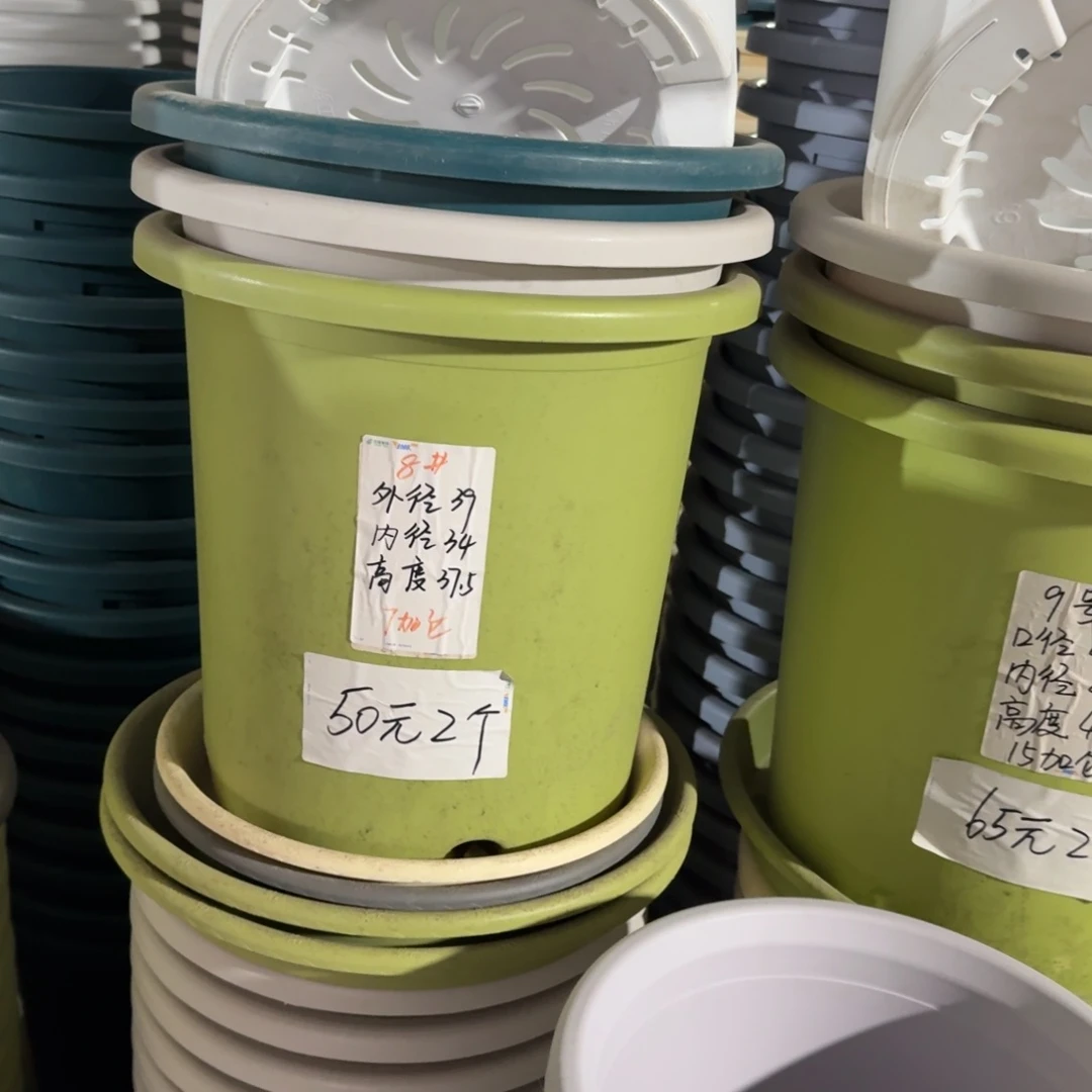 四季8#口径39无拖果绿3个