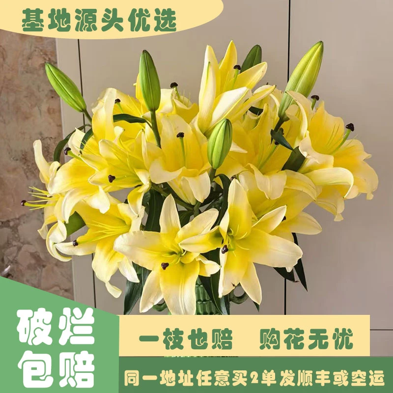 【基地源头优选】 浓香型百合---黄天霸     任意两单发顺丰或空运
