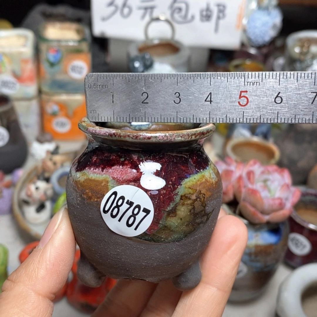 花盆拍5送一个小礼物