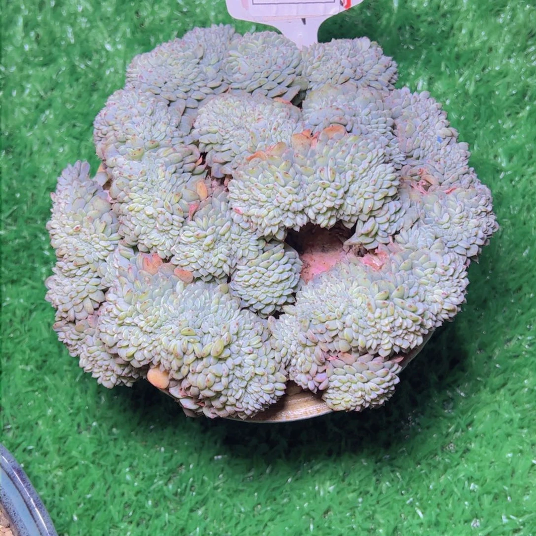 妈****体白胖子缀2053多肉植物