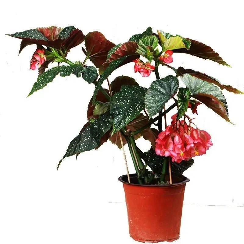 竹节海棠花卉盆栽大叶斑点易活四季阳台观叶秋海棠木本绿植物好养
