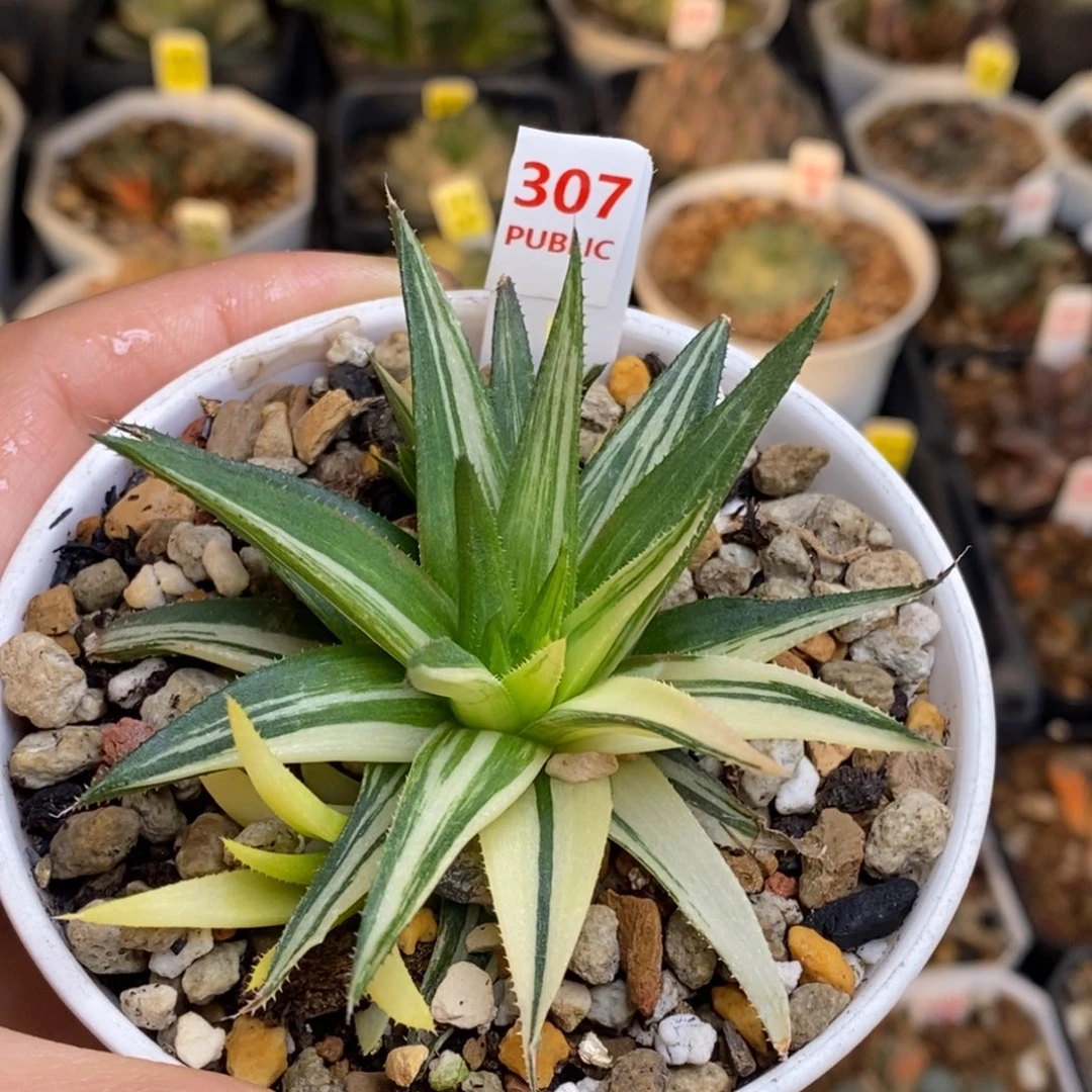 307号原始锦多肉植物