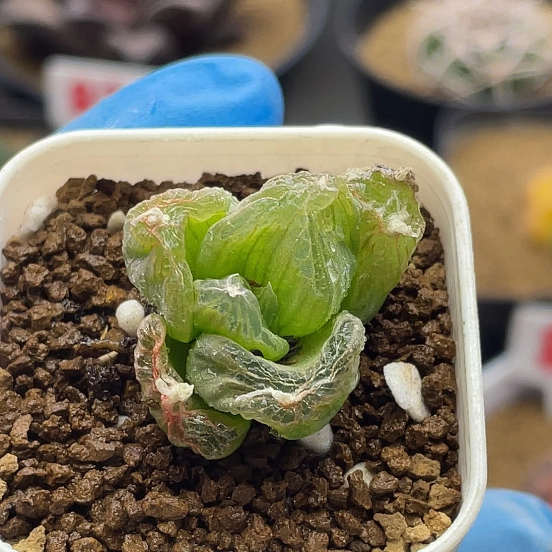 实生正版佛座箍仙人球