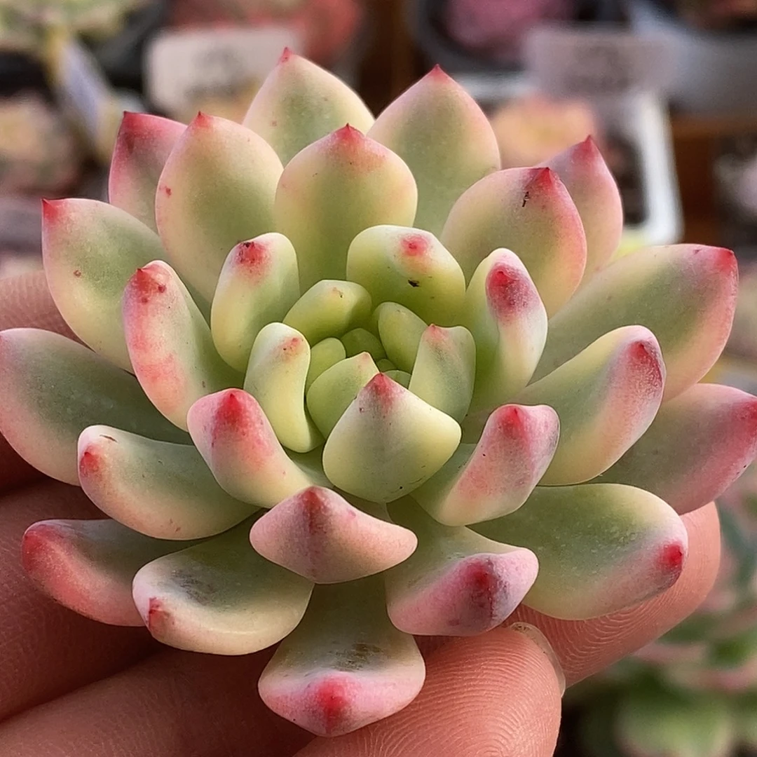 538头盖苹果哈哈哈哈哈