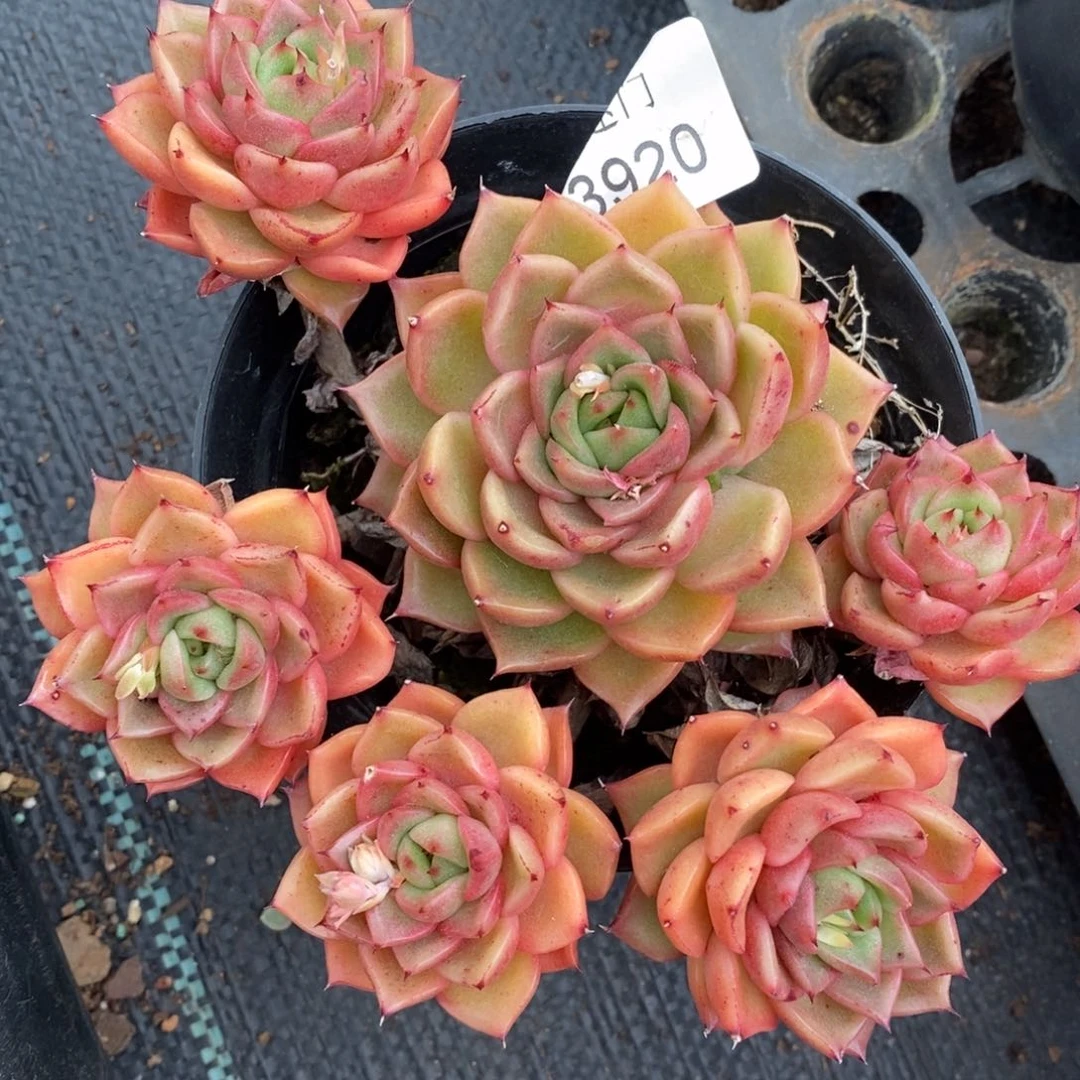 y****u杂交精品多肉3920